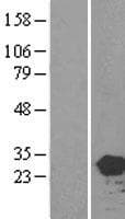 HEBP2 Protein (Over-Expression Lysate Myc-DDK (Flag))