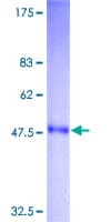 Human TNF Alpha Protein (Recombinant GST, N-terminus)