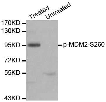 MDM2 Antibody (phospho-Ser260)