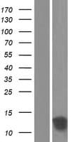 TSTD1 Protein (Over-Expression Lysate Myc-DDK (Flag))