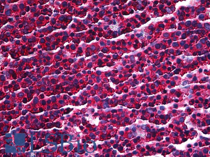 IHC-plus™ Monoclonal Mouse anti-Human PRKRA / PACT Antibody (clone 1B9-1A7, IHC, WB)