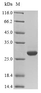 Mouse CSH1 / Placental Lactogen Protein (Recombinant 6His, N-terminus)