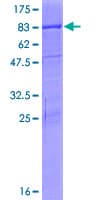 Human PSD3 Protein (Recombinant GST)