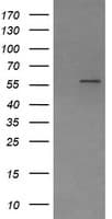 PPAT Antibody (aa42-278, clone OTI1B11)