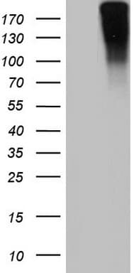 IHC-plus™ Monoclonal Mouse anti-Human VWF / Von Willebrand Factor Antibody (clone 1D3, aa764-1263, IHC, WB)
