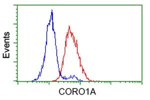 Monoclonal Mouse anti-Human CORO1A / Coronin 1a Antibody (clone OTI1A5, IF, WB)
