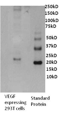 VEGFA / VEGF Antibody (clone 16F1)