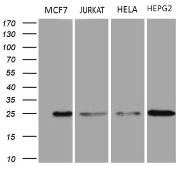 TSN / Translin Antibody (aa1-51, clone OTI4C6, Carrier-free)