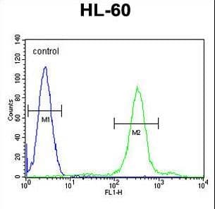 SPECC1 / CYTSB Antibody (aa705-733)