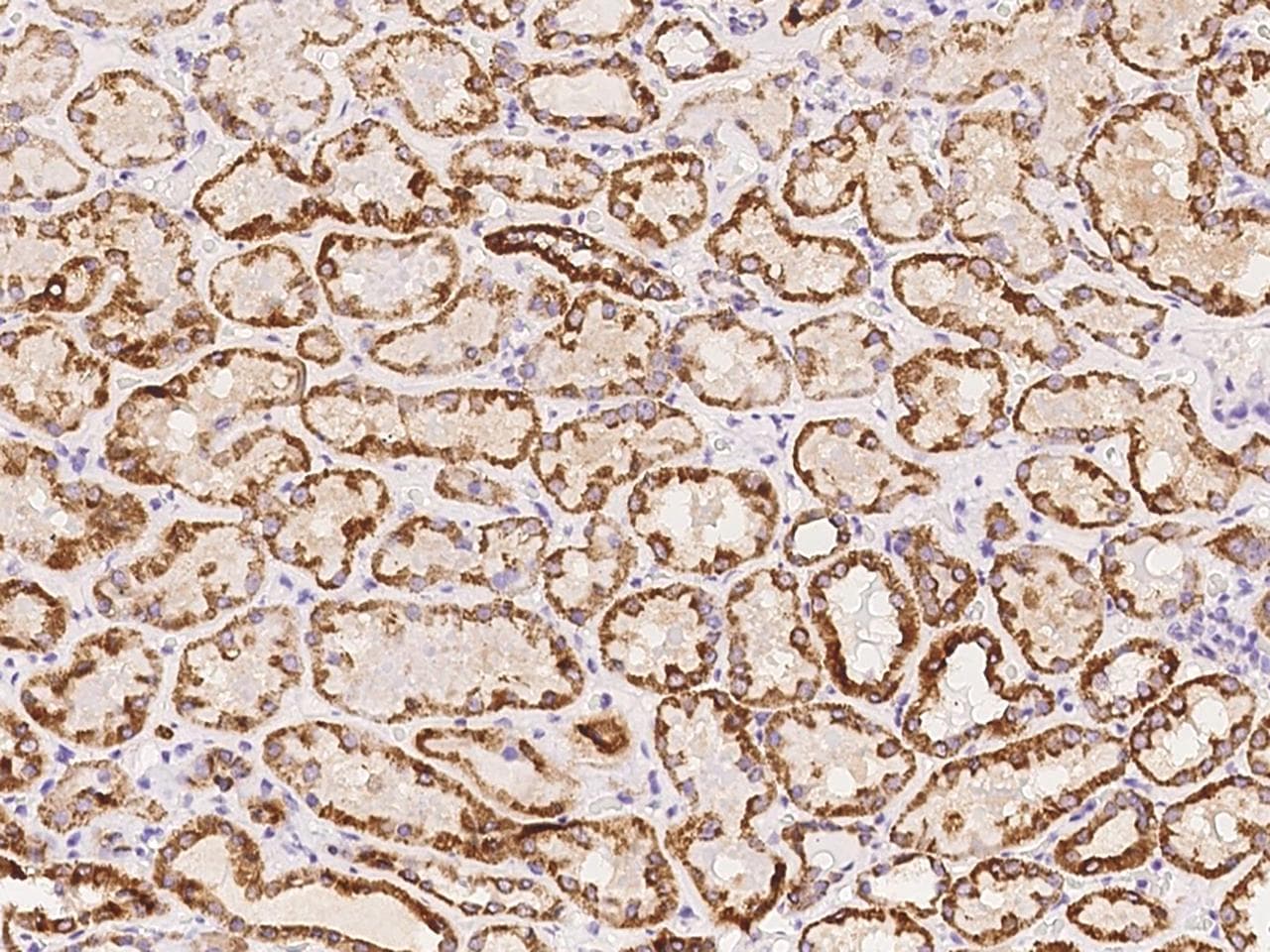 DPH5 Antibody