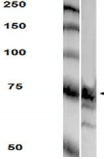 Monoclonal Mouse anti-Human PTPRF Antibody (clone S165-38, IF, WB)