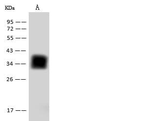 CD7 Antibody (clone 10, Preservative Free)