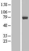 MIER2 Protein (Over-Expression Lysate Myc-DDK (Flag))