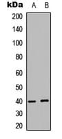 AKT1S1 / PRAS40 Antibody (C-Terminus)