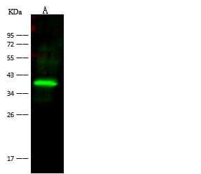 BVES Antibody (Preservative Free)