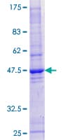 Human HRASLS1 / HRASLS Protein (Recombinant GST)