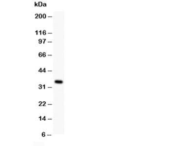 XAF1 Antibody (aa283-301)
