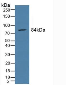 FOLH1 / PSMA Antibody (aa274-587)