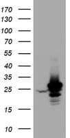 HSD17B8 / RING2 Antibody (aa57-261, clone OTI6H2, Carrier-free)