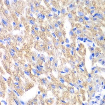 CREB3 / LZIP Antibody