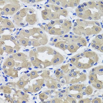 HSD2 / HSD11B2 Antibody