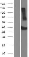 ADAT3 Protein (Over-Expression Lysate Myc-DDK (Flag))