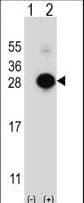 MOB1A Antibody (aa188-216)