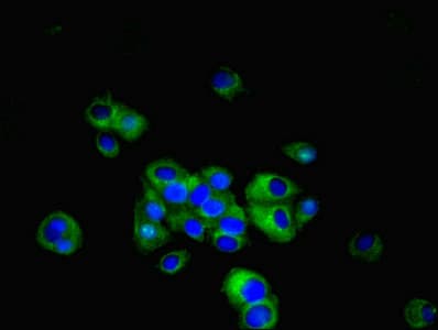 IHC-plus™ Polyclonal Rabbit anti-Human LRRN3 Antibody (IHC, WB)