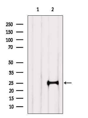 RABL3 Antibody
