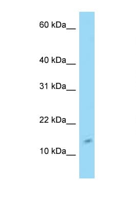 C4orf46 Antibody (N-Terminus)