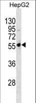 PSMD5 Antibody (aa428-457)