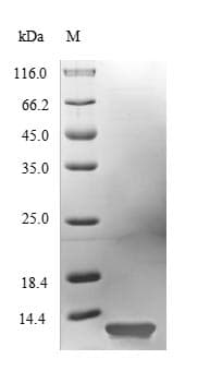 Trichoderma rodA / Hydrophobin Protein (Recombinant 10His, N-terminus)