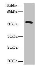 Polyclonal Rabbit anti-Human ZNF410 Antibody (aa1-300, WB)