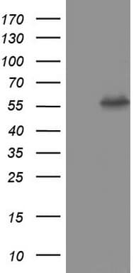 PKM2 Antibody (clone 14C7)