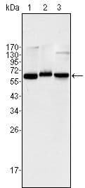 RELA / NFKB p65 Antibody (clone 6H7)