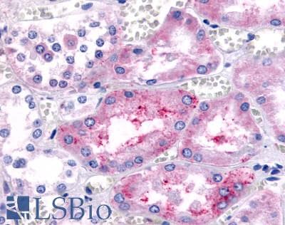 PathPlus™ PTGER1 / EP1 Antibody (Cytoplasmic Domain)