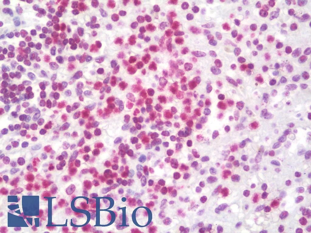 IHC-plus™ DNA ds Antibody (clone AE-2, Concentrated)