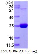 Human MSRA Protein (Recombinant His)