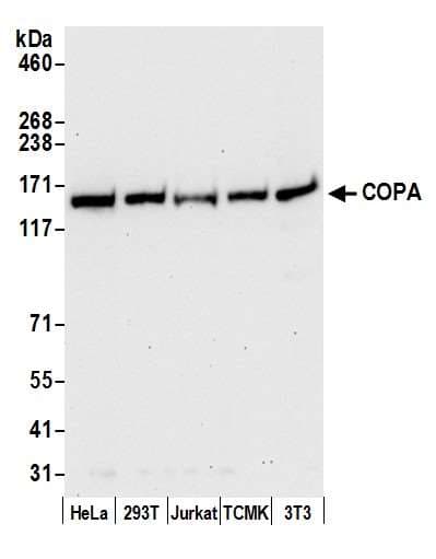 COPA / Xenin Antibody (aa1174-1224)