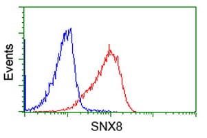 SNX8 Antibody (clone OTI4C10, Carrier-free)