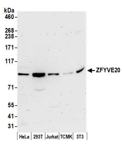 RBSN / Rabenosyn 5 Antibody (aa734-784)