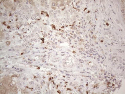 Monoclonal Mouse anti-Human SPATA22 Antibody (clone OTI6H9, IHC, WB)