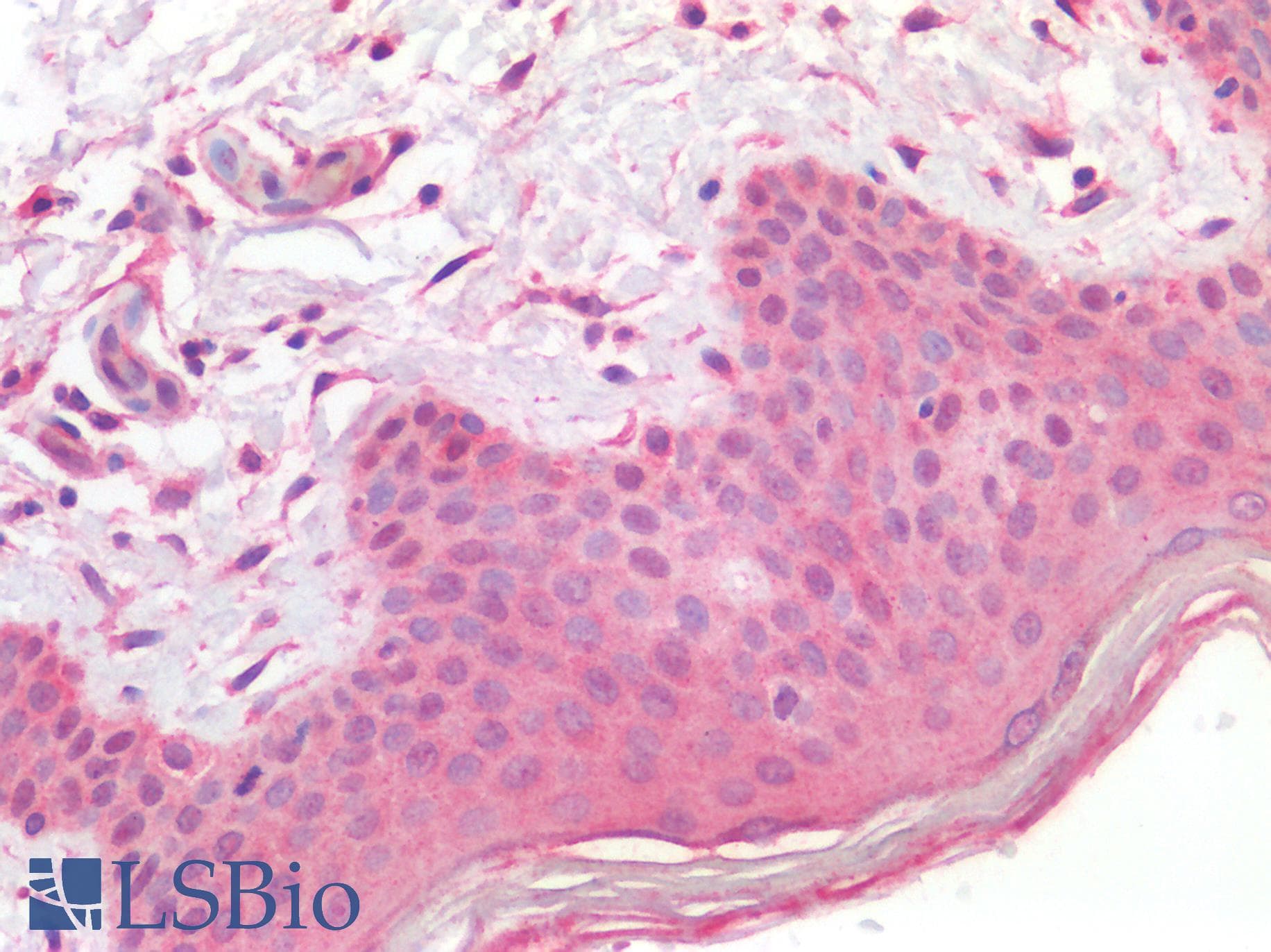 IHC-plus™ PIEZO2 / FAM38B Antibody