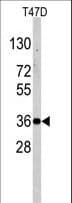 NANOS1 / NOS1 Antibody (aa263-292)