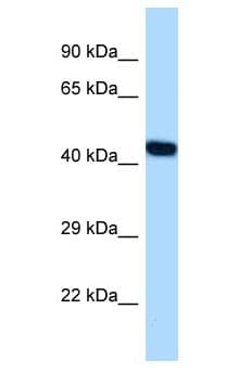 NFE2 / p45 Antibody (aa311-360)