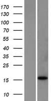BCL2L11 / BIM Protein (Over-Expression Lysate Myc-DDK (Flag))