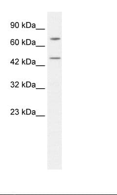 KLHL25 Antibody (aa68-117)