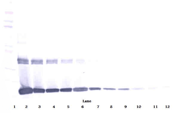 CSF1 / MCSF Antibody