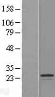 SPATA9 Protein (Over-Expression Lysate Myc-DDK (Flag))
