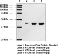 Prostaglandin D2 Receptor Antibody